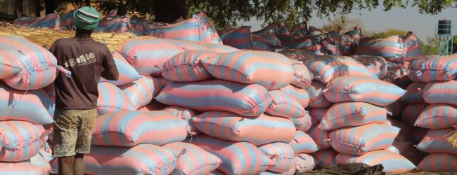 Burkina Faso: En prison, ils cultivent et récoltent près de 300 tonnes de céréales sur 130 hectares