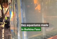 Des aquariums made in Burkina Faso pour l’élevage à petite échelle de poissons