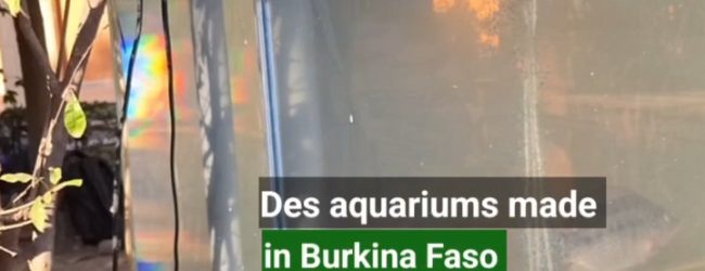 Des aquariums made in Burkina Faso pour l’élevage à petite échelle de poissons