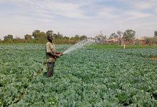 Belle saison sèche à Fada N’Gourma