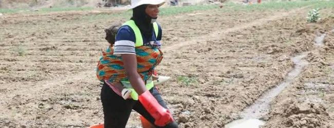 Le Burkina Faso compte désormais cinq agropôles