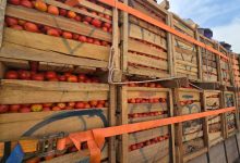 Répression de la fraude au Burkina Faso : Des cargaisons de tomates et d’oignons saisies