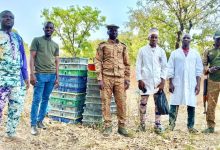 Gaoua: La Gendarmerie nationale saisit plus de 6000 poussins kuroler dans un véhicule personnel