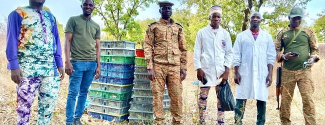 Gaoua: La Gendarmerie nationale saisit plus de 6000 poussins kuroler dans un véhicule personnel