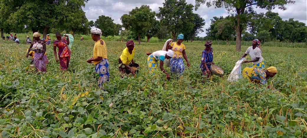 Teek-Songo, cette légumineuse qui nourrit, et apaise les tensions entre éleveurs et agriculteurs