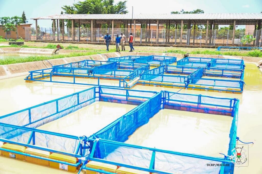 Plus d'alevins et d'aliments poisson pour booster la pisciculture en cages flottantes au Burkina Faso