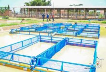 Plus d’alevins et d’aliments poisson pour booster la pisciculture en cages flottantes au Burkina Faso