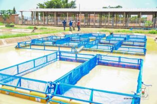 Plus d’alevins et d’aliments poisson pour booster la pisciculture en cages flottantes au Burkina Faso