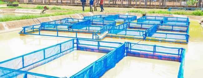 Plus d’alevins et d’aliments poisson pour booster la pisciculture en cages flottantes au Burkina Faso