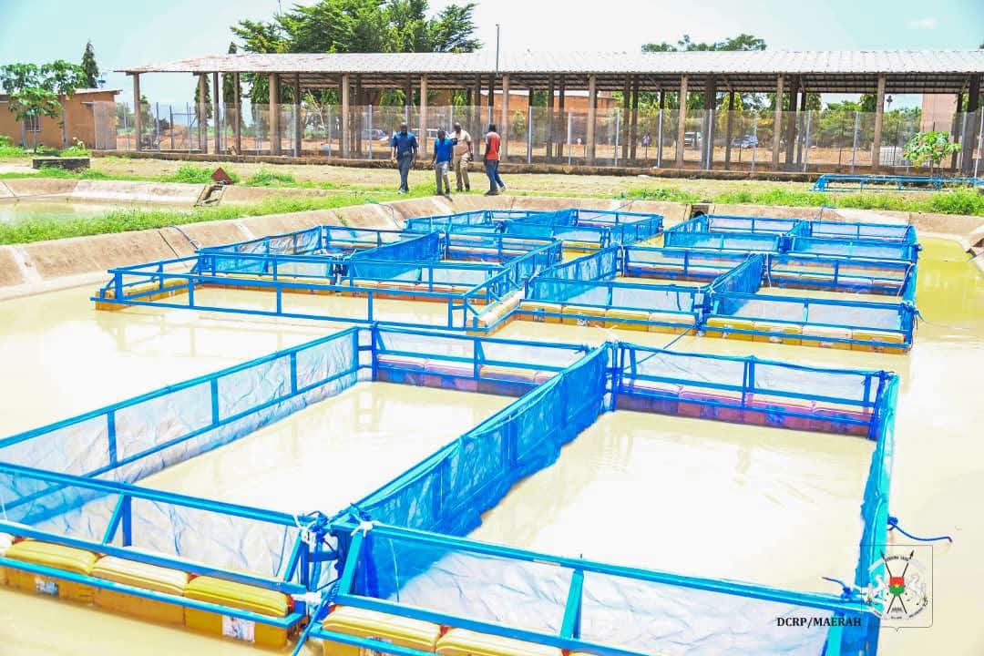 Plus d'alevins et d'aliments poisson pour booster la pisciculture en cages flottantes au Burkina Faso